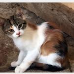Millie Vorschau des Tieres