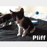 Pliff Vorschau des Tieres