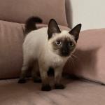 Muneca Vorschau des Tieres