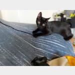 Bagheera Vorschau des Tieres