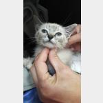 Galita Vorschau des Tieres