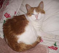 Amira nach der Operation Katze Amira