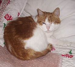 Amira nach der Operation Katze Amira