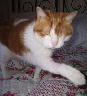 Amira nach der Operation Katze Amira