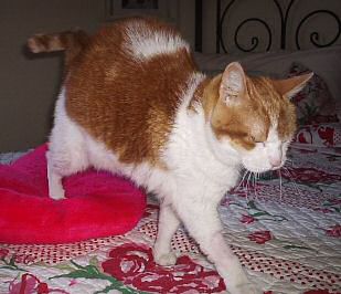 Amira nach der Operation Katze Amira