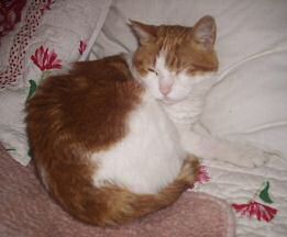Amira nach der Operation Katze Amira