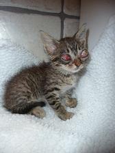 Llum Kranke Katze Llum