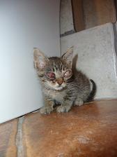 Llum Kranke Katze Llum