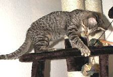 Llum Kranke Katze Llum
