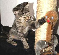 Llum Kranke Katze Llum