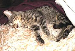 Llum Kranke Katze Llum