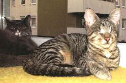 Llum Kranke Katze Llum