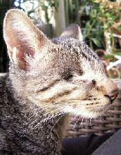 Llum Kranke Katze Llum