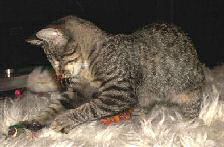 Llum Kranke Katze Llum