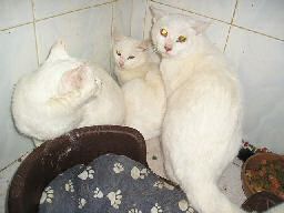 Sophia und ihre Freunde Drei weisse Katzen in der Ecke gekauert