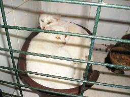 Sophia und ihre Freunde Drei weisse Katzen hinter Gittern