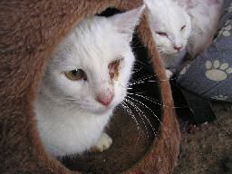 Sophia und Ihre Freunde Sophia und Ihre Freunde