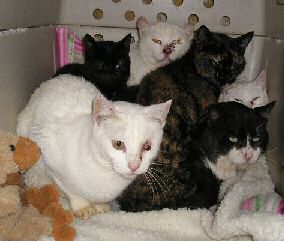 Sophia und Ihre Freunde Sophia und Ihre Freunde